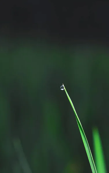 Çimlerin üzerinde şeffaf damlalar var. Yakın plan. Doğal yeşil arka plan. Duvar kağıdı için yeşil çimenlere su damlaları düşer..