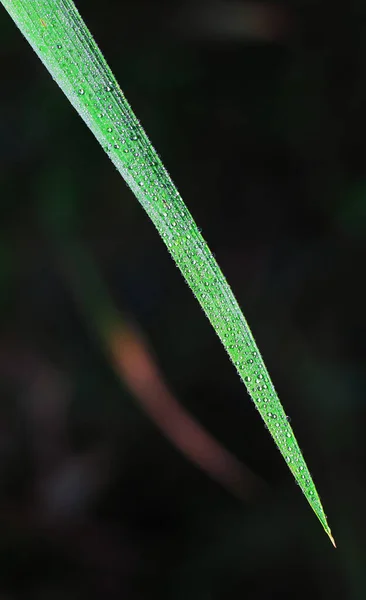 草上的露珠是透明的 天然绿色背景 水滴在绿草上做壁纸 — 图库照片