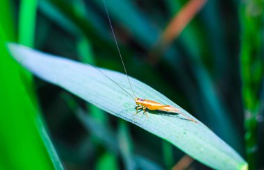 Bulanık arka planda çimlerin üzerinde güzel bir çekirge. Çekirge makro görüntüsü. Çekirge profili.
