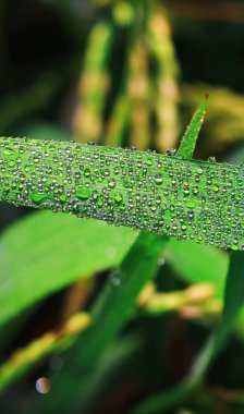 Çimlerin üzerinde şeffaf damlalar var. Yakın plan. Doğal yeşil arka plan. Duvar kağıdı için yeşil çimenlere su damlaları düşer..