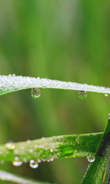 Çimlerin üzerinde şeffaf damlalar var. Yakın plan. Doğal yeşil arka plan. Duvar kağıdı için yeşil çimenlere su damlaları düşer..