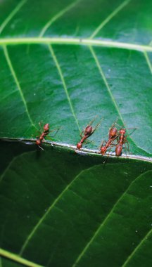 Kırmızı dokumacı karıncalar takım çalışması, kırmızı karıncalar takım çalışması. Takım çalışması kavramı birlikte. Kırmızı ateş karıncaları yuva yapıyor. Karıncalar yapraklardan yuva yapar..