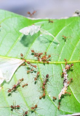 Kırmızı karıncalar (ateş karıncaları, solenopsis jeminatı) pirinç tanelerini taşımada birbirlerine yardım ederler.