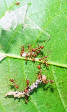 Kırmızı karıncalar (ateş karıncaları, solenopsis jeminatı) pirinç tanelerini taşımada birbirlerine yardım ederler.