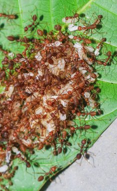 Kırmızı karıncalar (ateş karıncaları, solenopsis jeminatı) pirinç tanelerini taşımada birbirlerine yardım ederler.