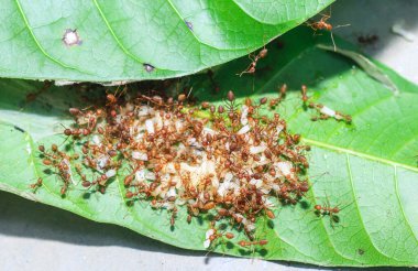 Kırmızı karıncalar (ateş karıncaları, solenopsis jeminatı) pirinç tanelerini taşımada birbirlerine yardım ederler.