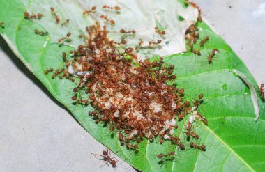 Kırmızı karıncalar (ateş karıncaları, solenopsis jeminatı) pirinç tanelerini taşımada birbirlerine yardım ederler.