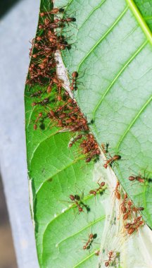 Kırmızı dokumacı karıncalar takım çalışması, kırmızı karıncalar takım çalışması. Takım çalışması kavramı birlikte. Kırmızı ateş karıncaları yuva yapıyor. Karıncalar yapraklardan yuva yapar..