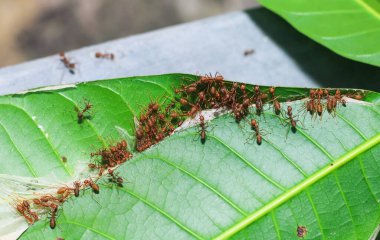 Kırmızı dokumacı karıncalar takım çalışması, kırmızı karıncalar takım çalışması. Takım çalışması kavramı birlikte. Kırmızı ateş karıncaları yuva yapıyor. Karıncalar yapraklardan yuva yapar..