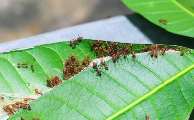 Kırmızı dokumacı karıncalar takım çalışması, kırmızı karıncalar takım çalışması. Takım çalışması kavramı birlikte. Kırmızı ateş karıncaları yuva yapıyor. Karıncalar yapraklardan yuva yapar..