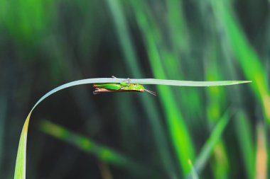 Bulanık arka planda çimlerin üzerinde güzel bir çekirge. Çekirge makro görüntüsü. Çekirge profili.