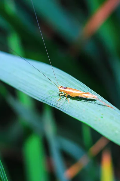 Beautiful Grasshopper Grass Blurred Background Grasshopper Macro View Grasshopper Profile — Stock Photo, Image