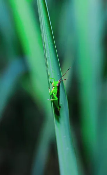 Красивый Кузнечик Траве Размытом Фоне Макровид Grasshopper Профиль Кузнечика — стоковое фото