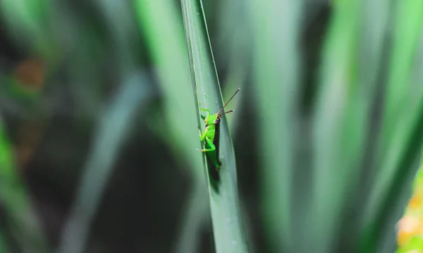 Schöne Heuschrecke Auf Dem Gras Vor Verschwommenem Hintergrund Heuschrecken Makro — Stockfoto