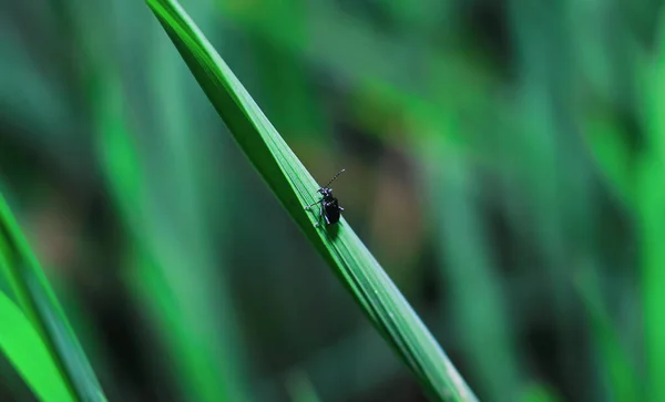 Kleiner Blutnasenkäfer Timarcha Goettingensis Auf Grünem Gras Ein Flugunfähiger Käfer — Stockfoto
