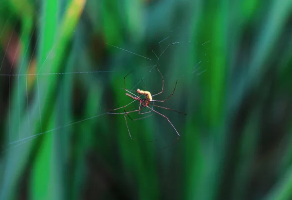 Rare Photography Meeting Seen Two Male Female Spiders Doing Mating — Stock Photo, Image