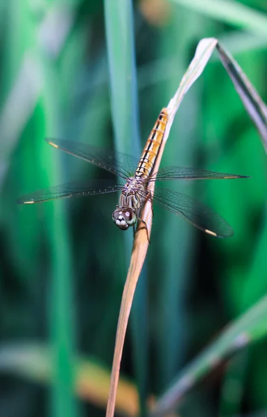 Schöne Naturszene Libelle Libelle Natürlichen Lebensraum Als Hintergrund Oder Tapete — Stockfoto