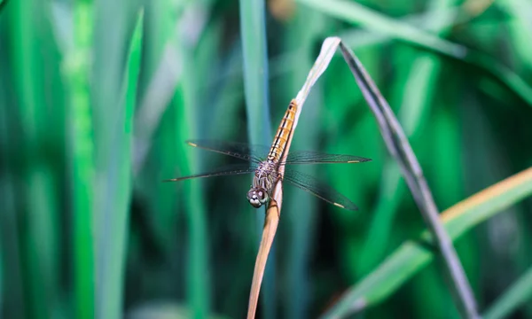Güzel Doğa Manzaralı Yusufçuk Dragonfly Doğal Ortamında Arka Plan Duvar — Stok fotoğraf