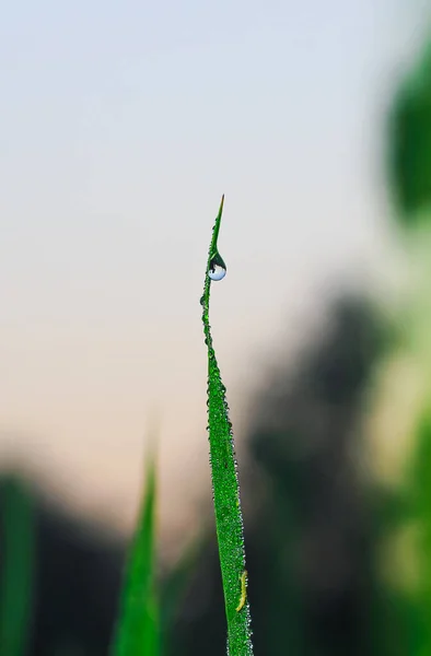 Des Gouttes Transparentes Rosée Eau Sur Herbe Rapprochent Fond Vert — Photo