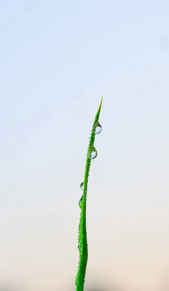 草の上の露の透明な滴を閉じます 自然の緑の背景 水が緑の芝生に落ちて壁紙になり — ストック写真