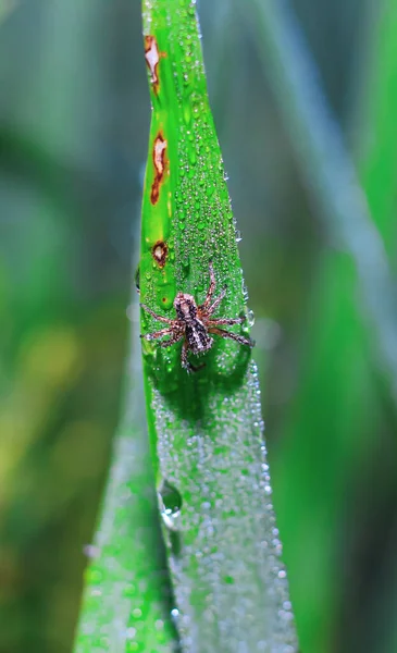 Araignée Assise Sur Feuille Avec Fond Vert Araignée Gros Plan — Photo