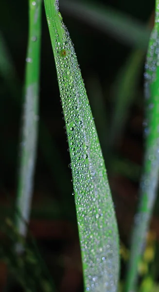 Transparent Drops Water Dew Grass Close Natural Green Background Water — Stock Photo, Image