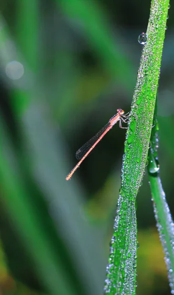 Güzel Doğa Manzaralı Yusufçuk Dragonfly Doğal Ortamında Arka Plan Duvar — Stok fotoğraf