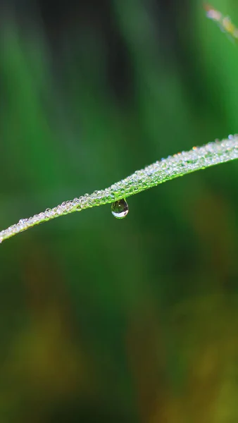 Gocce Trasparenti Rugiada Acqua Sull Erba Vicino Sfondo Verde Naturale — Foto Stock