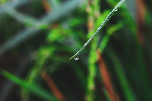 Çimlerin üzerinde şeffaf damlalar var. Yakın plan. Doğal yeşil arka plan. Duvar kağıdı için yeşil çimenlere su damlaları düşer..