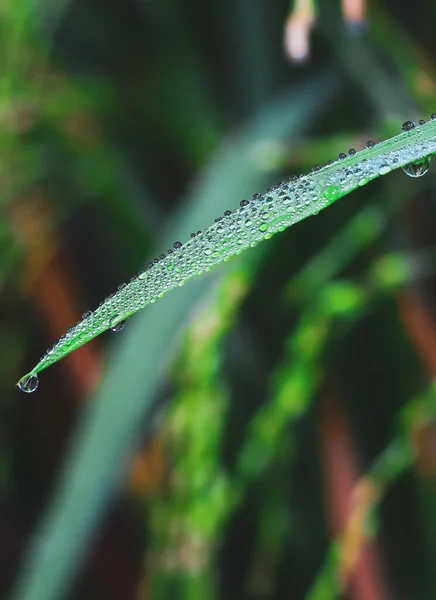 Gotas Transparentes Rocío Agua Hierba Cierran Fondo Verde Natural Gotas — Foto de Stock