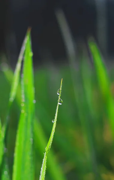 Gotas Transparentes Rocío Agua Hierba Cierran Fondo Verde Natural Gotas — Foto de Stock