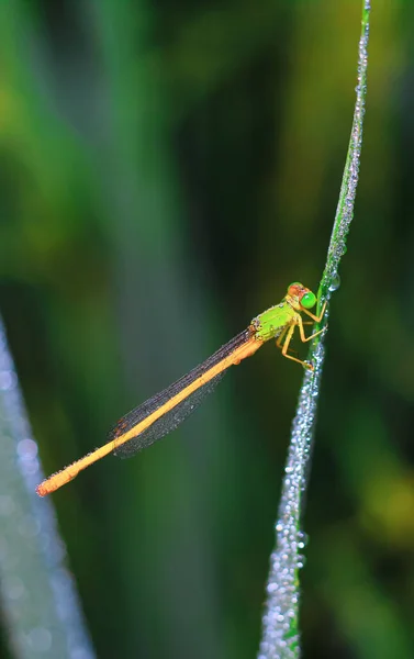 Güzel Doğa Manzaralı Yusufçuk Dragonfly Doğal Ortamında Arka Plan Duvar — Stok fotoğraf