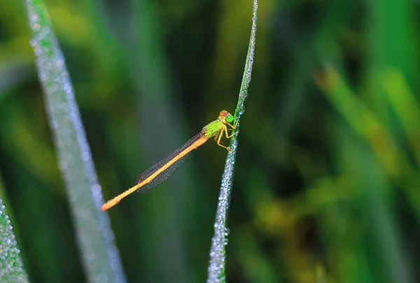 Güzel Doğa Manzaralı Yusufçuk Dragonfly Doğal Ortamında Arka Plan Duvar — Stok fotoğraf