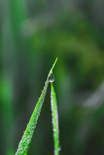 Çimlerin üzerinde şeffaf damlalar var. Yakın plan. Doğal yeşil arka plan. Duvar kağıdı için yeşil çimenlere su damlaları düşer..