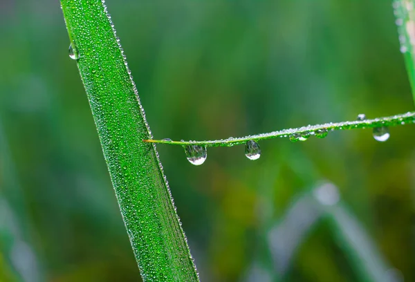 Прозрачные Капли Водяной Росы Траве Крупным Планом Естественный Зеленый Фон — стоковое фото