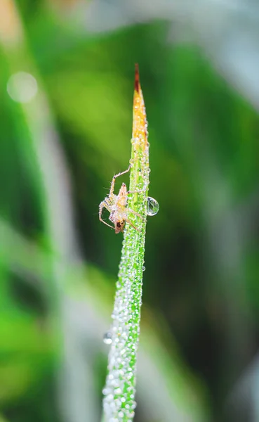 Spider Κάθεται Στο Φύλλο Πράσινο Φόντο Κοντινό Πλάνο Αράχνη Πράσινο — Φωτογραφία Αρχείου