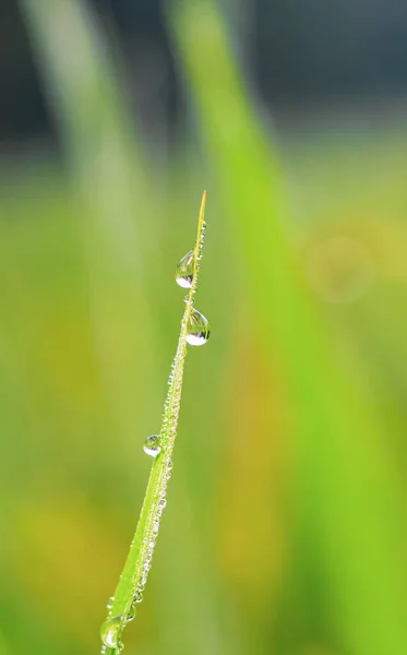 Transparent Drops Water Dew Grass Close Natural Green Background Water — Stock Photo, Image