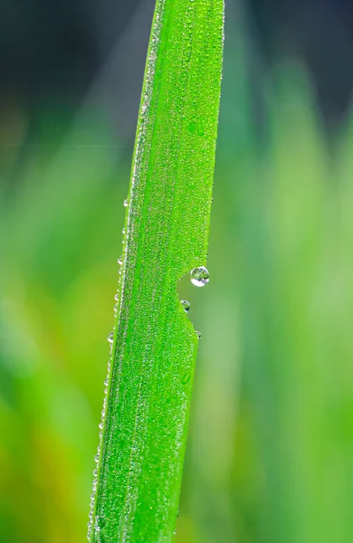 Gotas Transparentes Rocío Agua Hierba Cierran Fondo Verde Natural Gotas — Foto de Stock