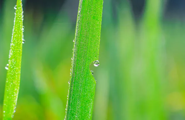 Çimlerin üzerinde şeffaf damlalar var. Yakın plan. Doğal yeşil arka plan. Duvar kağıdı için yeşil çimenlere su damlaları düşer..