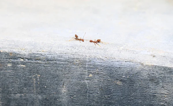 Czerwone Mrówki Mrówka Ognista Geminat Solenopsis Pomagające Sobie Nawzajem Nieść — Zdjęcie stockowe