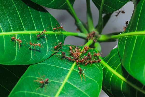 Red weaver ants teamwork, Red ants teamwork. Concept of teamwork together. Red fire ants building nest. Ants nest from the leaves.