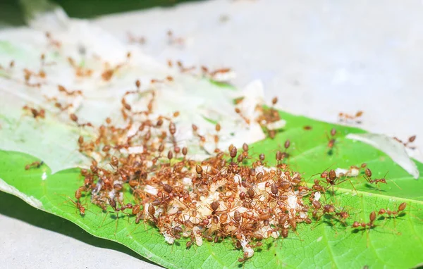 Hormigas Rojas Hormiga Fuego Solenopsis Geminate Ayudándose Mutuamente Llevar Grano —  Fotos de Stock