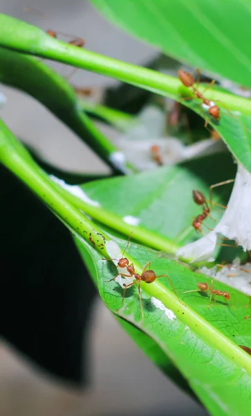 Formigas Vermelhas Formiga Fogo Geminado Solenopsis Ajudando Umas Outras Transportar — Fotografia de Stock