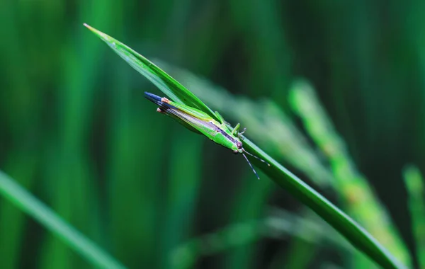 Schöne Heuschrecke Auf Dem Gras Vor Verschwommenem Hintergrund Heuschrecken Makro — Stockfoto
