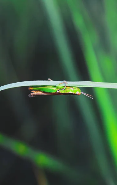 Bulanık arka planda çimlerin üzerinde güzel bir çekirge. Çekirge makro görüntüsü. Çekirge profili.