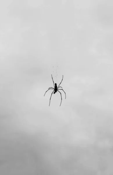 Araña Sentado Web Con Fondo Del Cielo Para Fondo Pantalla — Foto de Stock