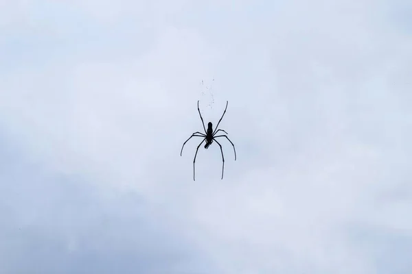 Spider sitting on the web with sky background for the wallpaper. Spider making a web. Spider webs with spiders are hanging in the sky.