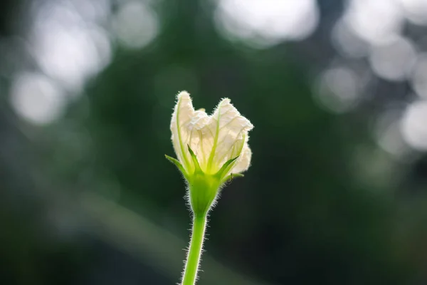 Calabash, ayrıca şişe kabağı, beyaz çiçekli kabak, uzun kavun, Yeni Gine fasulyesi ve Tazmanya fasulyesi olarak da bilinir. Yeşil bokeh arkaplanlı kabak çiçeği..