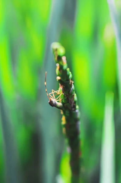 緑の田んぼでビートル 緑色のイネ科植物 Leptcorisa Acuta へのより少ないイネのバグ 農業植物の害虫 — ストック写真