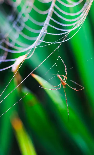 Spinne Sitzt Auf Dem Netz Mit Grünem Hintergrund Tautropfen Auf — Stockfoto